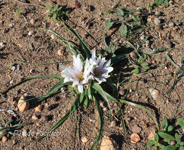 Androcymbium europaeum...No, Allium chamaemoly